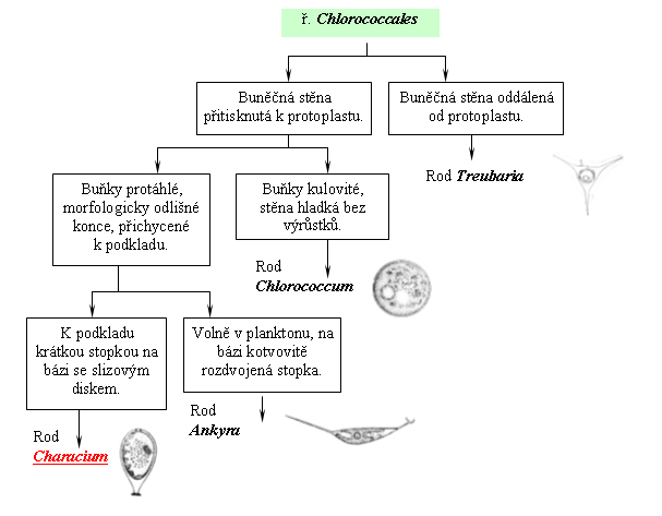 Taxonomický pavouk pro Chlorococcales
   