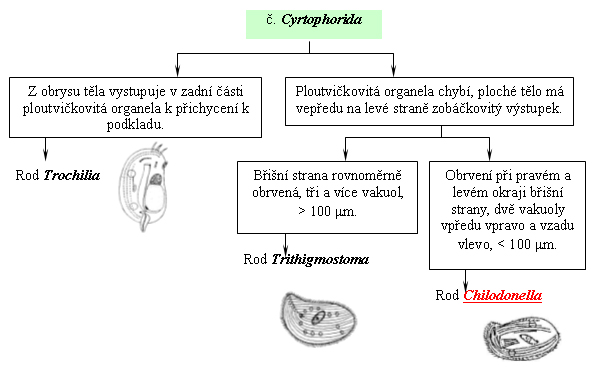 Taxonomický pavouk pro Cyrtophorida
   