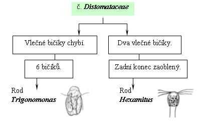 Taxonomický pavouk pro Distomataceae
   