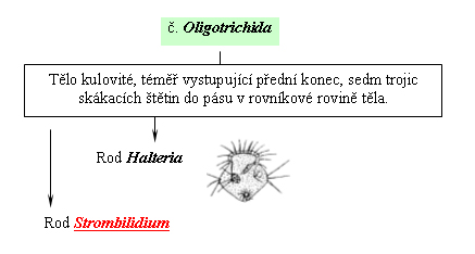 Taxonomický pavouk pro Oligotrichida
   