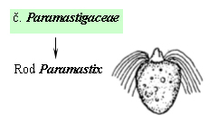 Taxonomický pavouk pro Paramastigaceae
   