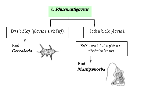 Taxonomický pavouk pro Rhizomastigaceae
   