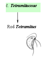Taxonomický pavouk pro Tetramitaceae
   