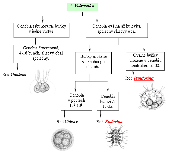 Taxonomický pavouk pro Volvocales
   