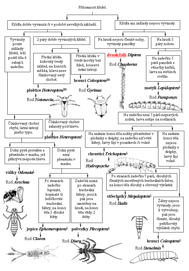 Taxonomický pavouk pro Zjednodušený taxonomický přehled a zařazení larválních stádií do jednotlivých hmyzích řádů a čeledí