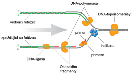 replikace_DNA.schema.01.jpg